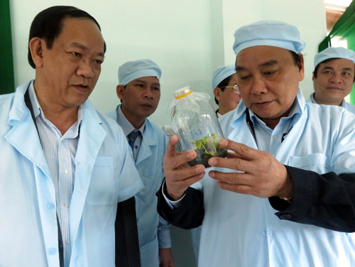 Giảm nghèo nhờ trồng dược liệu dưới tán rừng